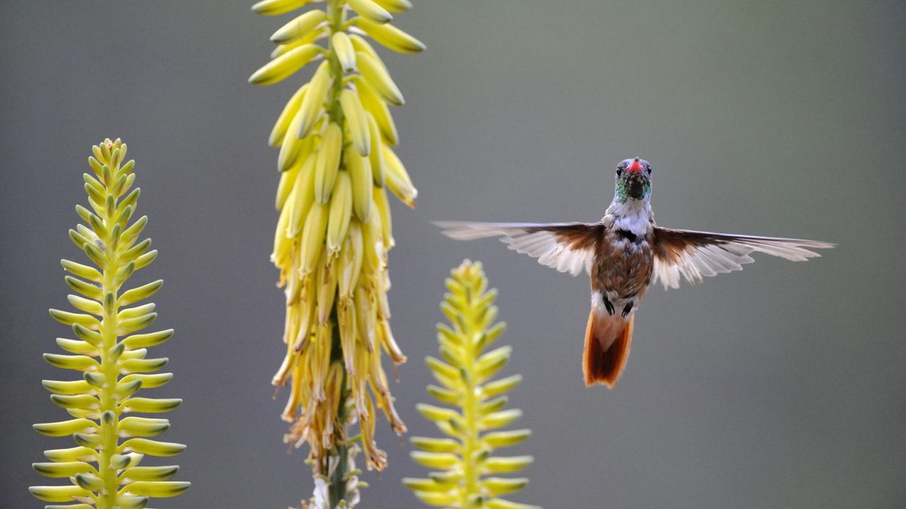 Wallpaper hummingbird, bird, plant, swing