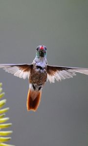 Preview wallpaper hummingbird, bird, plant, swing