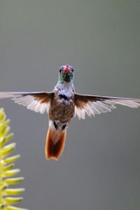 Preview wallpaper hummingbird, bird, plant, swing