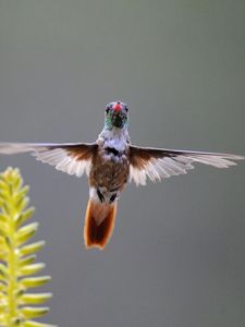 Preview wallpaper hummingbird, bird, plant, swing