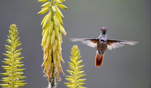 Preview wallpaper hummingbird, bird, plant, swing