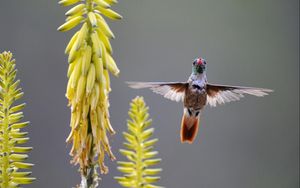 Preview wallpaper hummingbird, bird, plant, swing