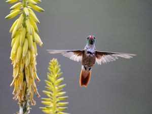 Preview wallpaper hummingbird, bird, plant, swing