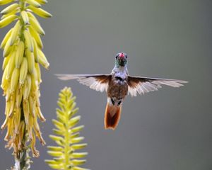 Preview wallpaper hummingbird, bird, plant, swing