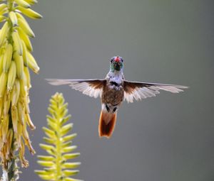 Preview wallpaper hummingbird, bird, plant, swing