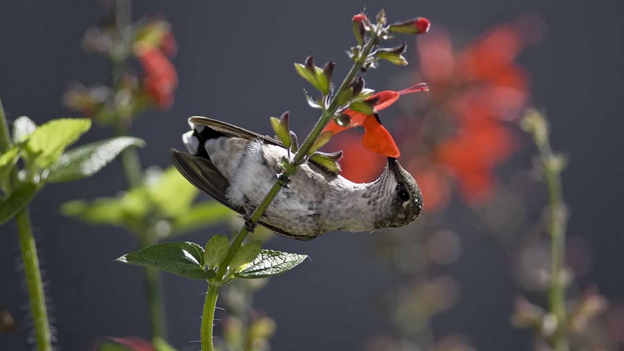 Wallpaper hummingbird, bird, stem, flower, nectar, food