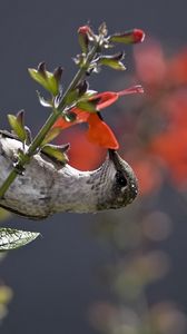 Preview wallpaper hummingbird, bird, stem, flower, nectar, food