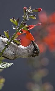 Preview wallpaper hummingbird, bird, stem, flower, nectar, food