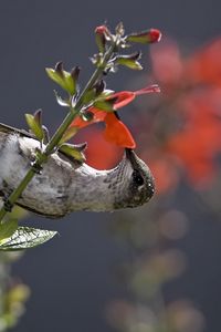 Preview wallpaper hummingbird, bird, stem, flower, nectar, food