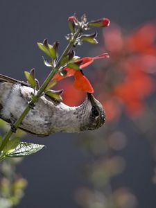 Preview wallpaper hummingbird, bird, stem, flower, nectar, food