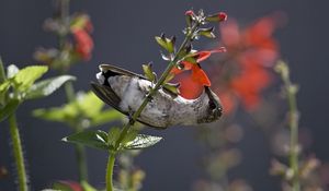 Preview wallpaper hummingbird, bird, stem, flower, nectar, food