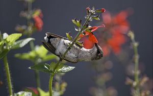 Preview wallpaper hummingbird, bird, stem, flower, nectar, food