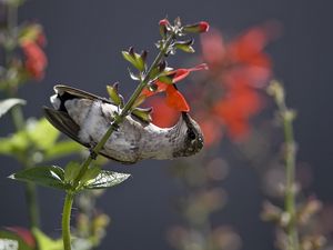 Preview wallpaper hummingbird, bird, stem, flower, nectar, food