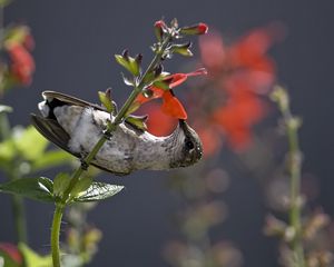 Preview wallpaper hummingbird, bird, stem, flower, nectar, food