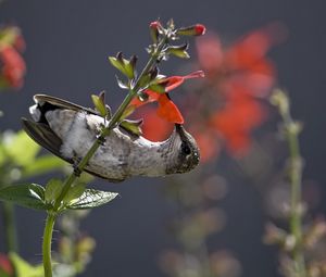 Preview wallpaper hummingbird, bird, stem, flower, nectar, food