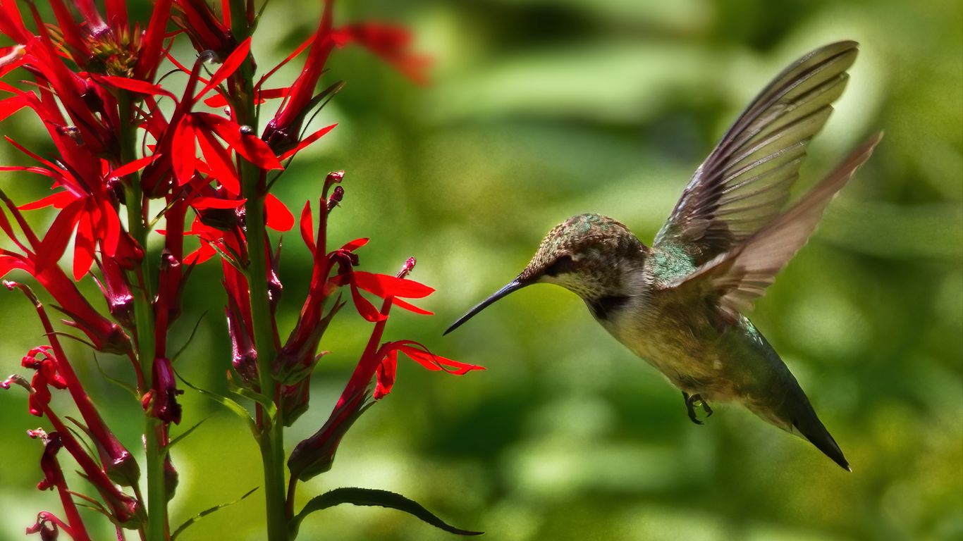 Download wallpaper 1366x768 hummingbird, bird, wings, flower, blur ...