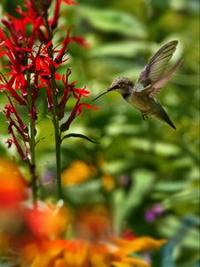 Preview wallpaper hummingbird, bird, wings, flower, blur