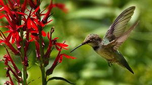 Preview wallpaper hummingbird, bird, wings, flower, blur