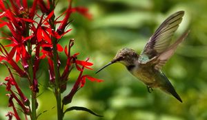 Preview wallpaper hummingbird, bird, wings, flower, blur