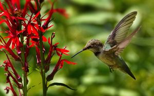 Preview wallpaper hummingbird, bird, wings, flower, blur