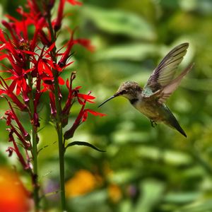 Preview wallpaper hummingbird, bird, wings, flower, blur