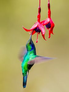 Preview wallpaper hummingbird, bird, wings, bright, fuchsia, flowers