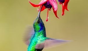 Preview wallpaper hummingbird, bird, wings, bright, fuchsia, flowers