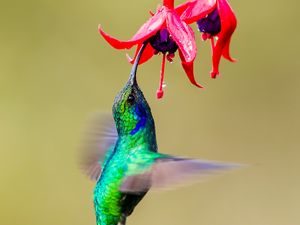 Preview wallpaper hummingbird, bird, wings, bright, fuchsia, flowers