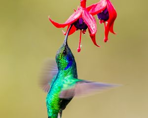 Preview wallpaper hummingbird, bird, wings, bright, fuchsia, flowers