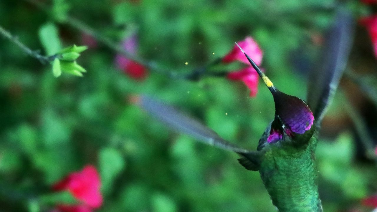 Wallpaper hummingbird, bird, wings, movement, flowers