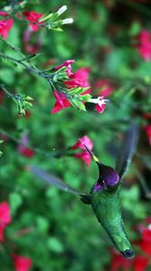 Preview wallpaper hummingbird, bird, wings, movement, flowers
