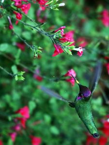 Preview wallpaper hummingbird, bird, wings, movement, flowers