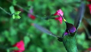 Preview wallpaper hummingbird, bird, wings, movement, flowers