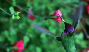 Preview wallpaper hummingbird, bird, wings, movement, flowers