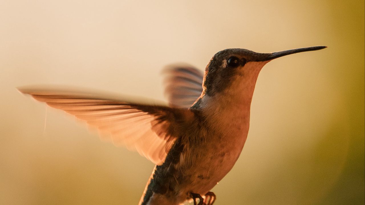 Wallpaper hummingbird, bird, wings, movement, beak