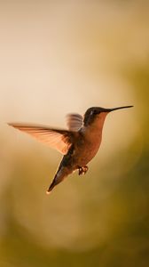 Preview wallpaper hummingbird, bird, wings, movement, beak