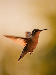 Preview wallpaper hummingbird, bird, wings, movement, beak