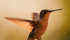 Preview wallpaper hummingbird, bird, wings, movement, beak