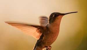 Preview wallpaper hummingbird, bird, wings, movement, beak