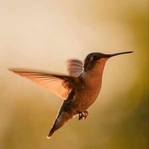 Preview wallpaper hummingbird, bird, wings, movement, beak