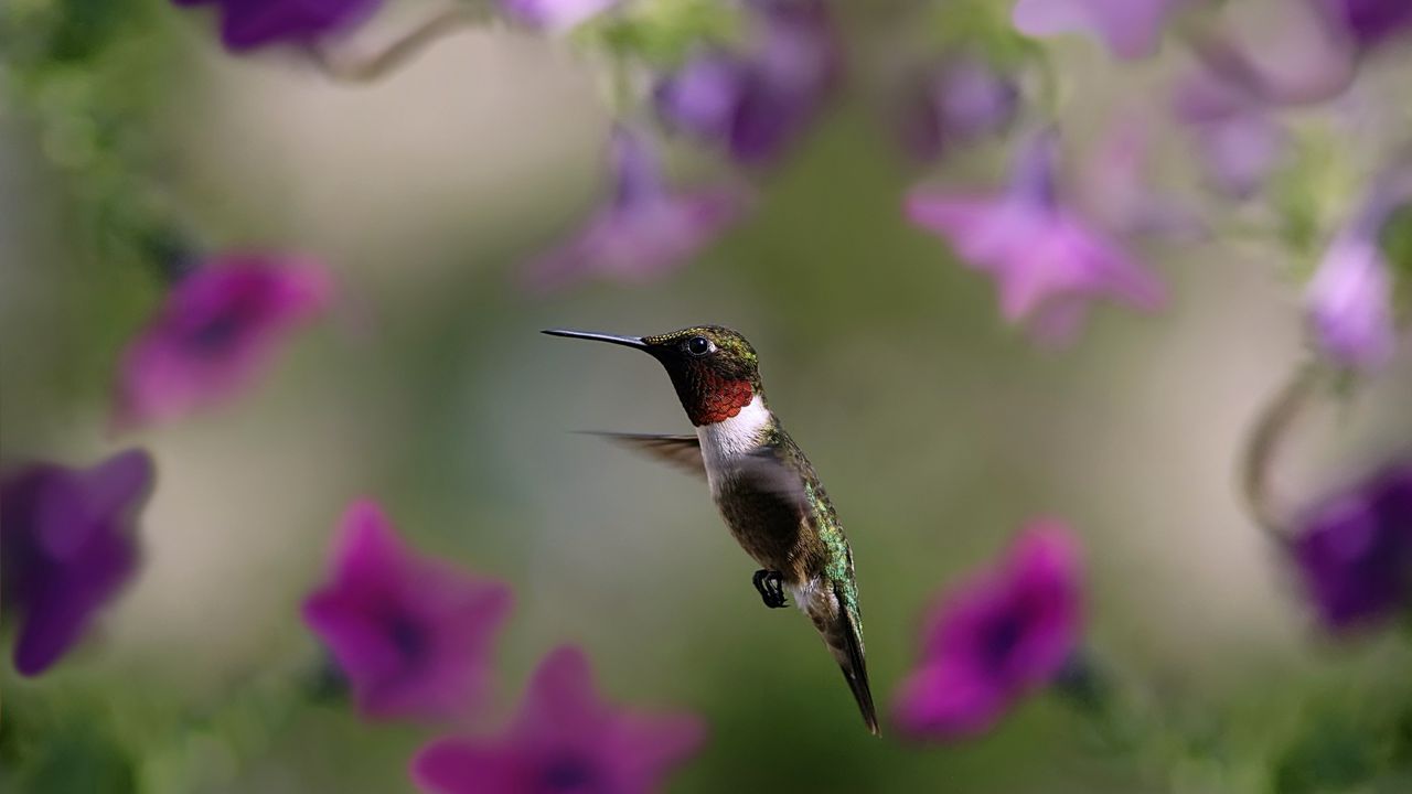 Wallpaper hummingbird, bird, wings, flap