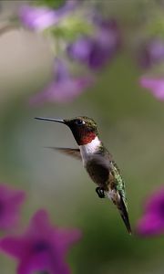 Preview wallpaper hummingbird, bird, wings, flap