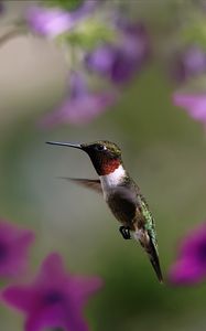 Preview wallpaper hummingbird, bird, wings, flap