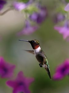 Preview wallpaper hummingbird, bird, wings, flap