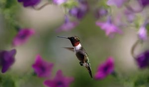 Preview wallpaper hummingbird, bird, wings, flap