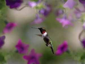 Preview wallpaper hummingbird, bird, wings, flap
