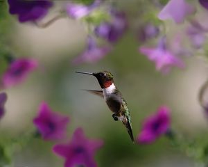 Preview wallpaper hummingbird, bird, wings, flap