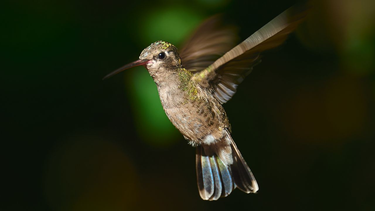 Wallpaper hummingbird cynanthus, hummingbird, bird, wings, beak