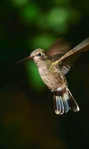 Preview wallpaper hummingbird cynanthus, hummingbird, bird, wings, beak