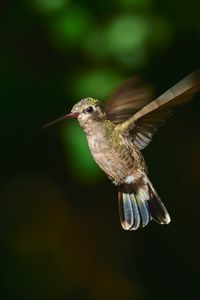 Preview wallpaper hummingbird cynanthus, hummingbird, bird, wings, beak